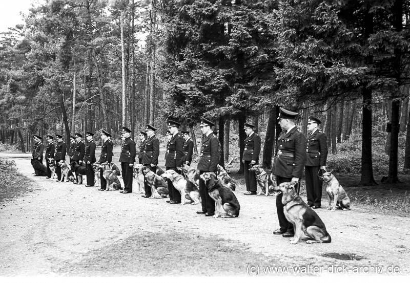 Angetreten: Hundestaffel der Polizei 1953