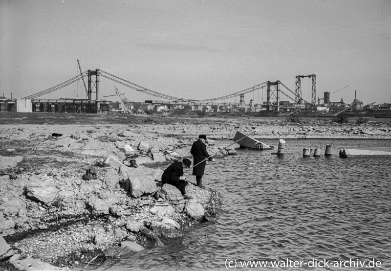 Bau der Mülheimer Brücke 1950