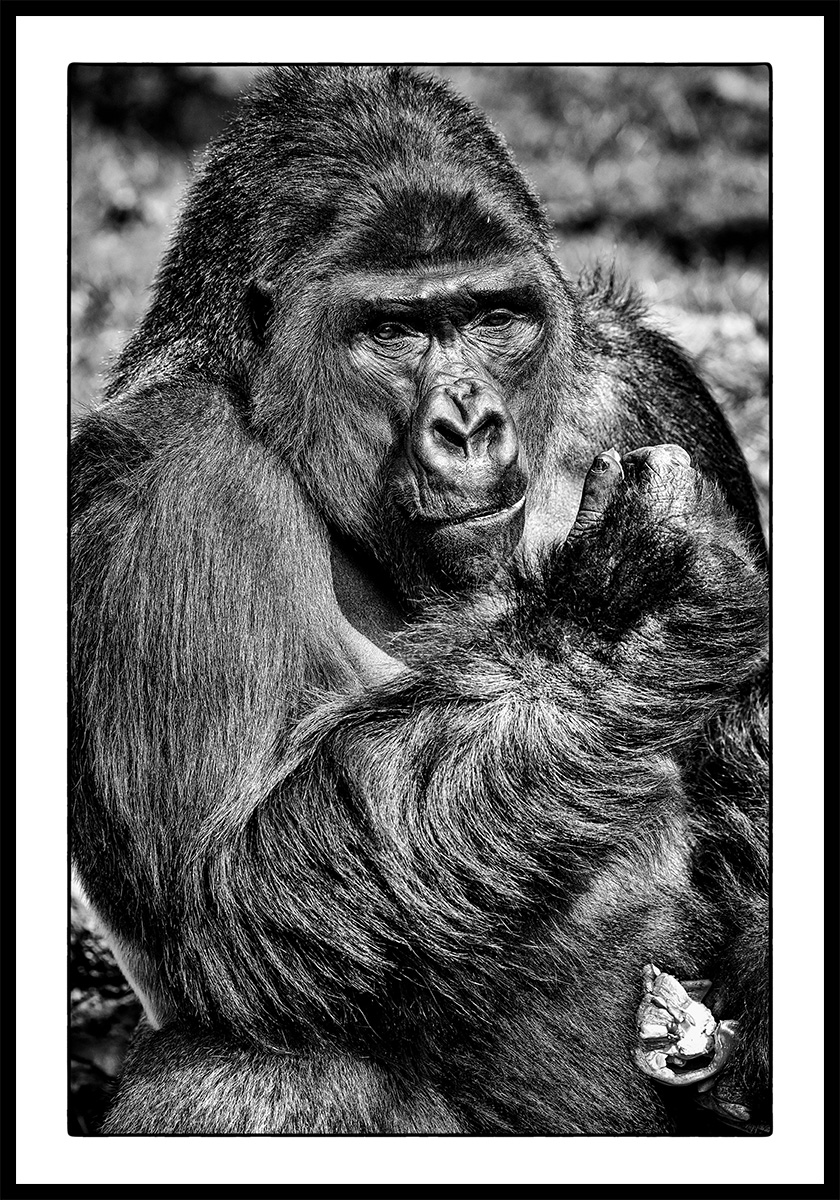 Wild Animals - Gorilla von Michael C. Moeller