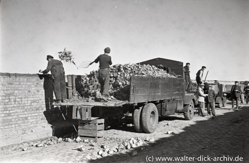 "Kampagne" in der Zuckerfabrik 1946