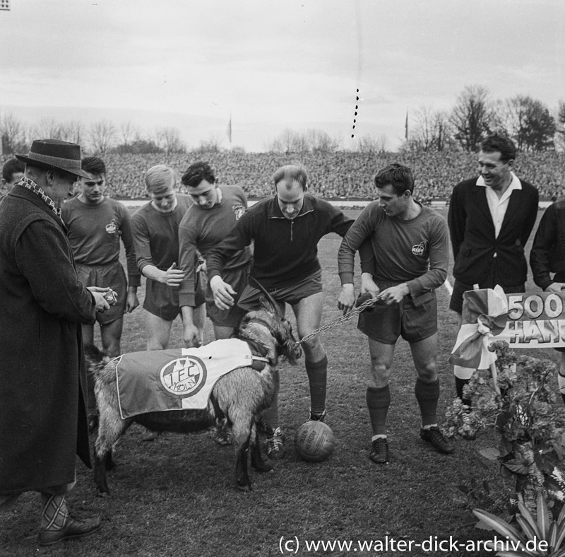 Der Geißbock attackiert die "Geißböcke". 1963