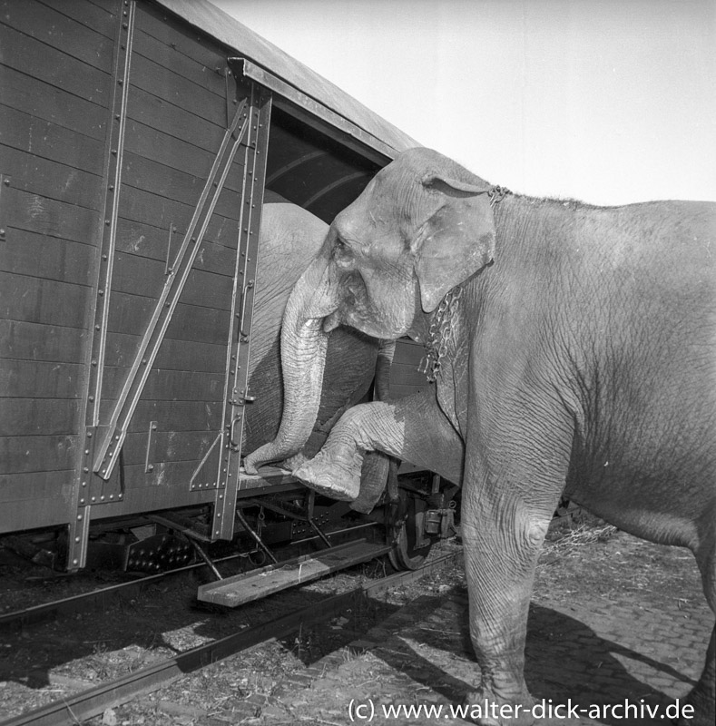 Circus Wiiliams -Elefantenverladung