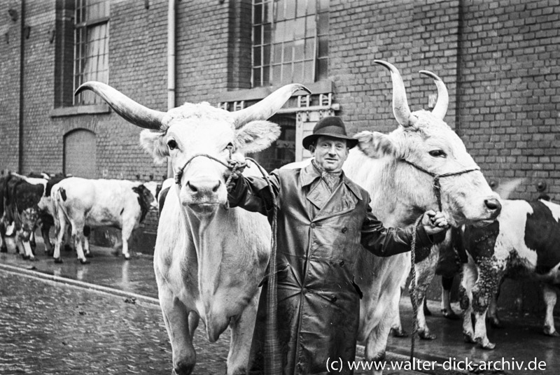 Viehhändler mit riesigen Rindviechern 1953 im Schlachthof