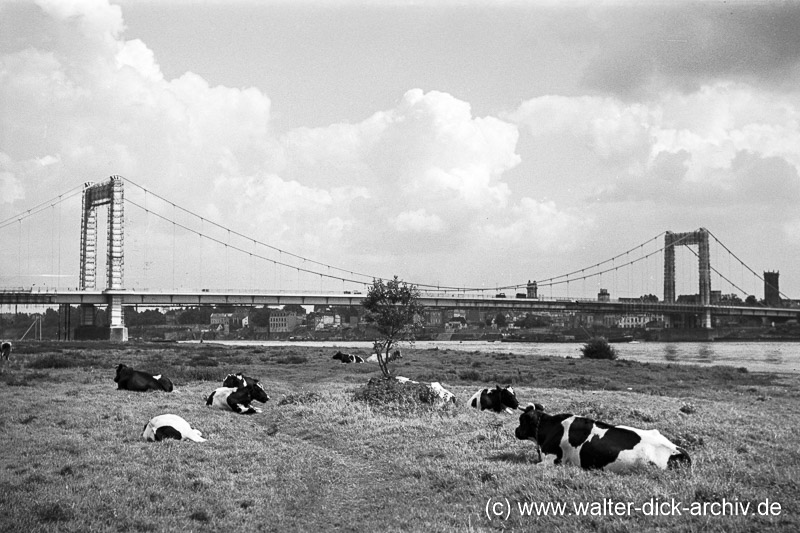 Ländliche Idylle an der Mülheimer Brücke 1951