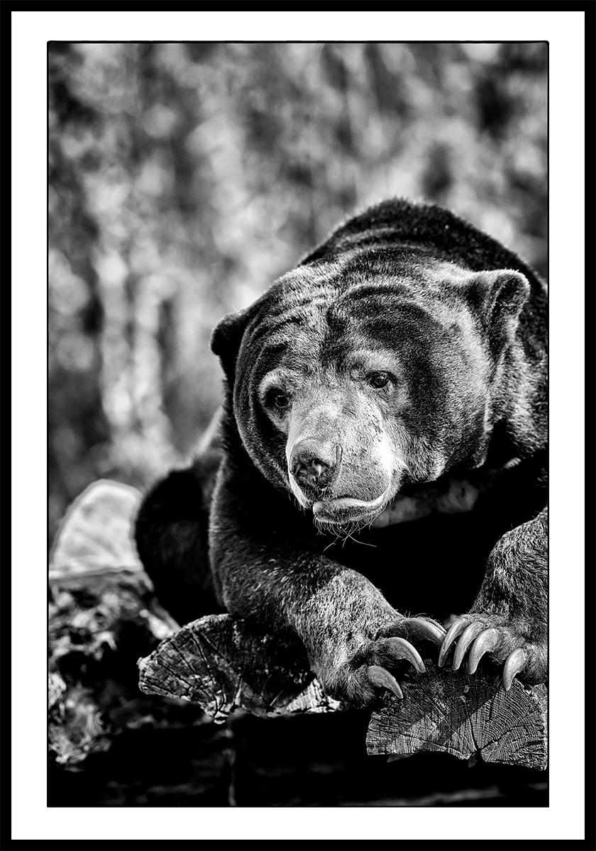 Wild Animals - Malaienbär von Michael C. Moeller