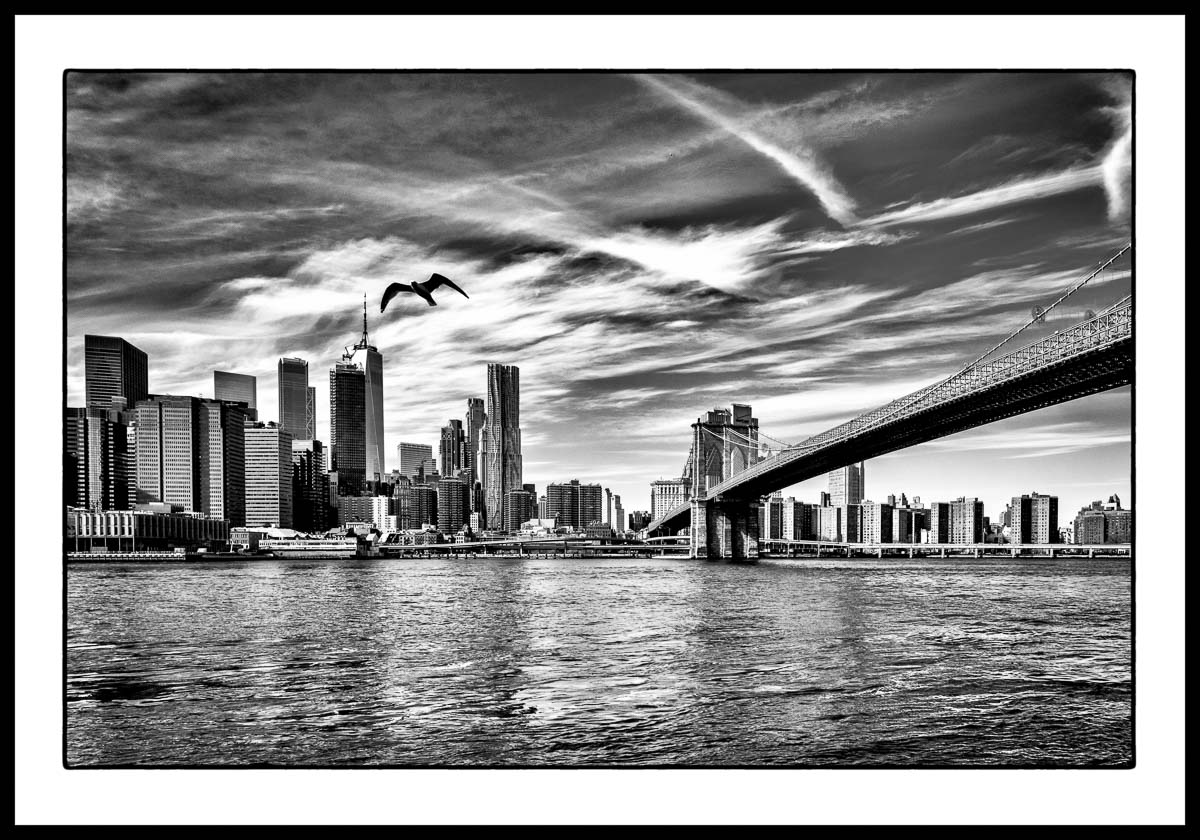 New York XXL - Seagull - Michael C. Moeller
