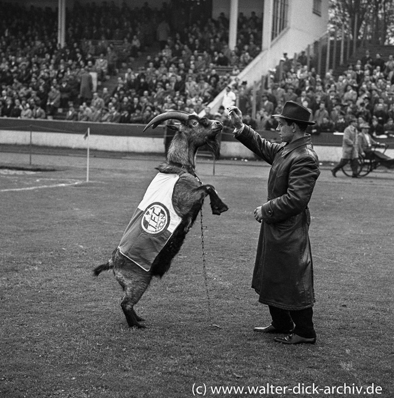 Große Sprünge des Geißbocks 1953