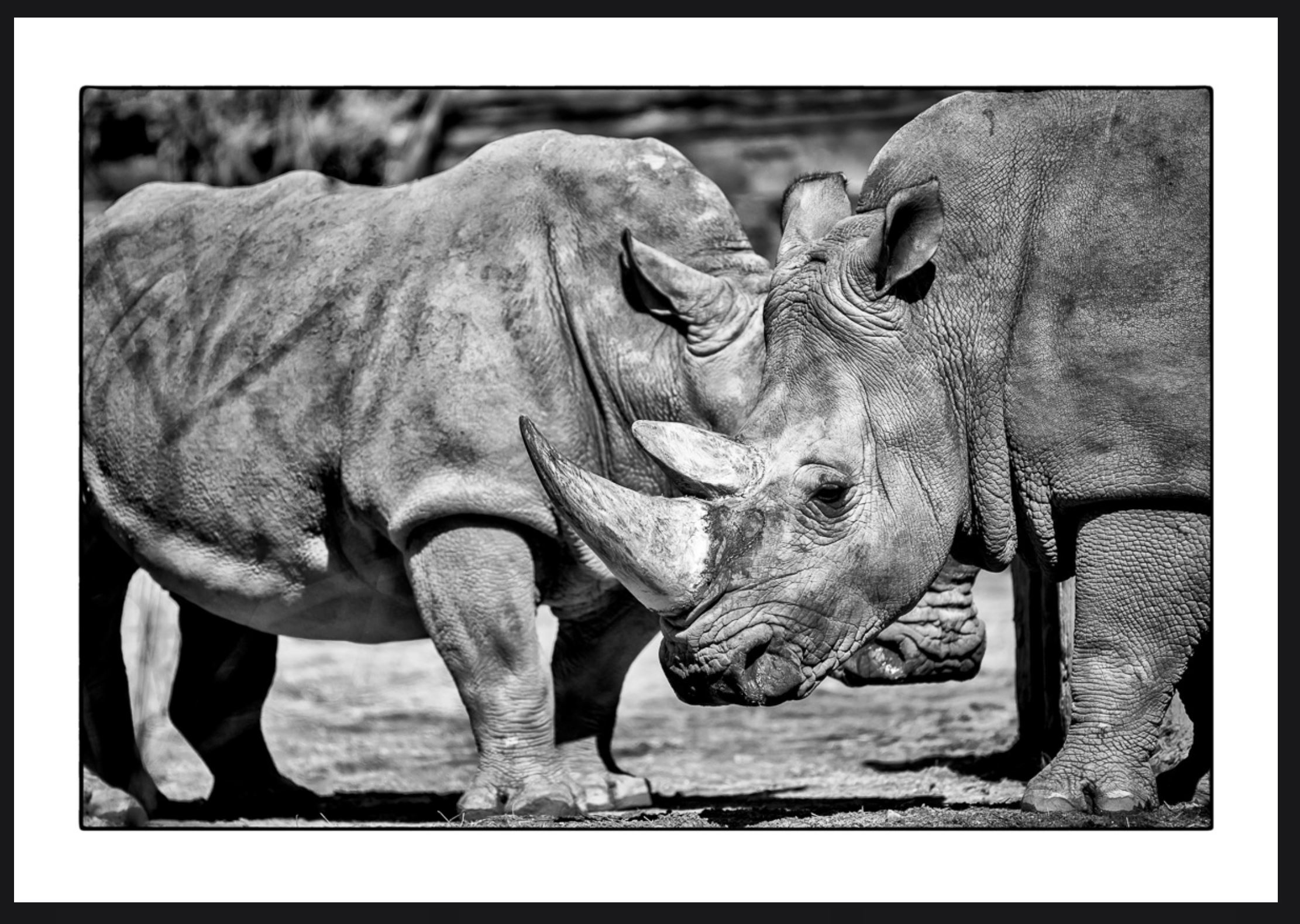 Wild Animals - Rhinos von Michael C. Moeller