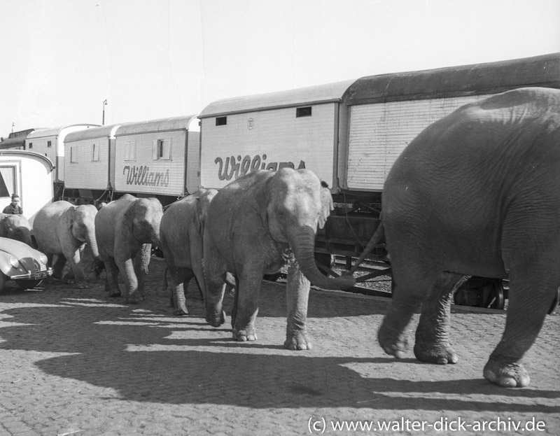 WDA1080-004 Circus Wiiliams -Elefantenverladung