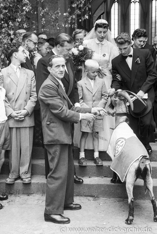 Der Geißbock gratuliert zur Hochzeit 1953