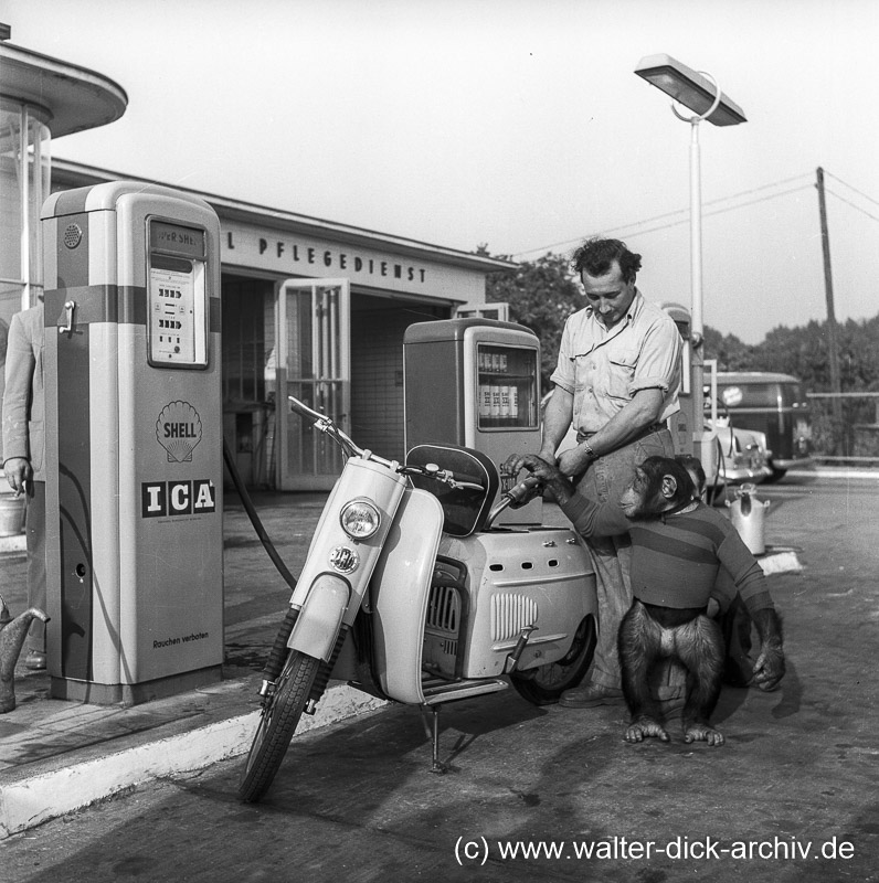 Vorgeführt-der arme Petermann 1953