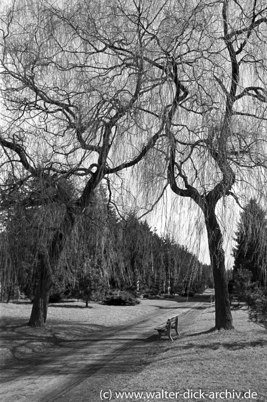 Eindrücke vom Kölner Südfriedhof 1954