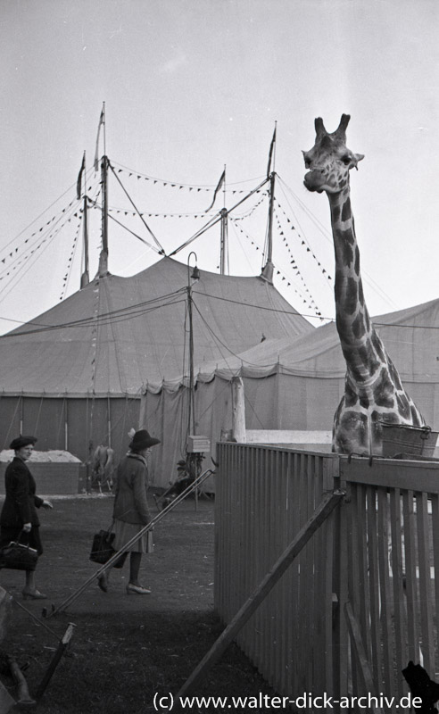 Ein Zirkuszelt? Der Williamsbau 1947