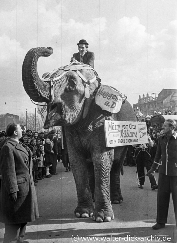 Ein Elefant im Rosenmontagszug 1949