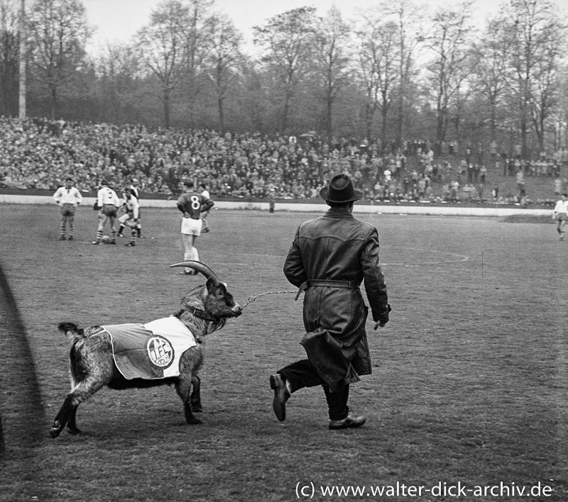 Geißbock Hennes läuft ein 1953