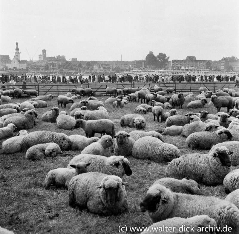 Schafherde am Rheinufer 1958