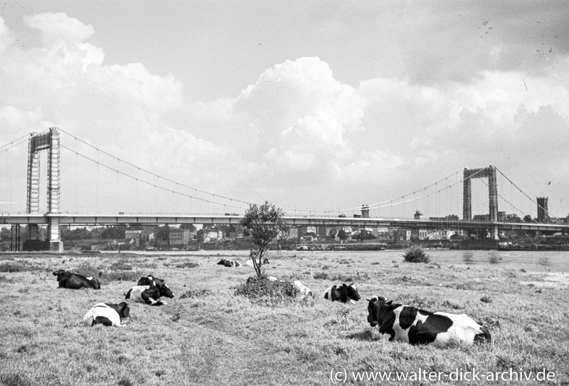 Kurz vor der Fertigstellung Mülheimer Brücke 1951