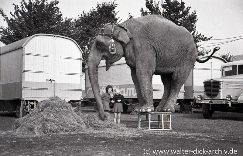 Elefant des Zirkus Williams 1952