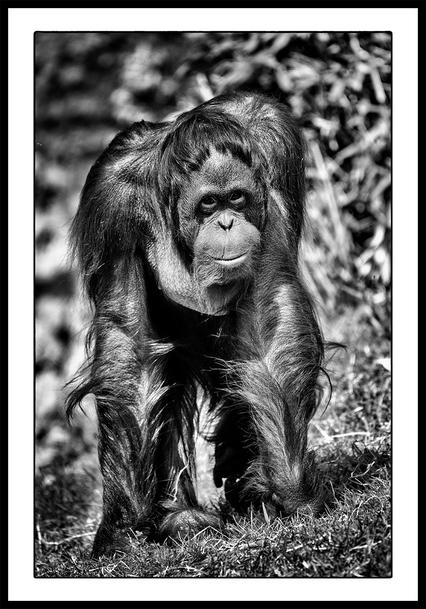Wild Animals - Orang Utan von Michael C. Moeller