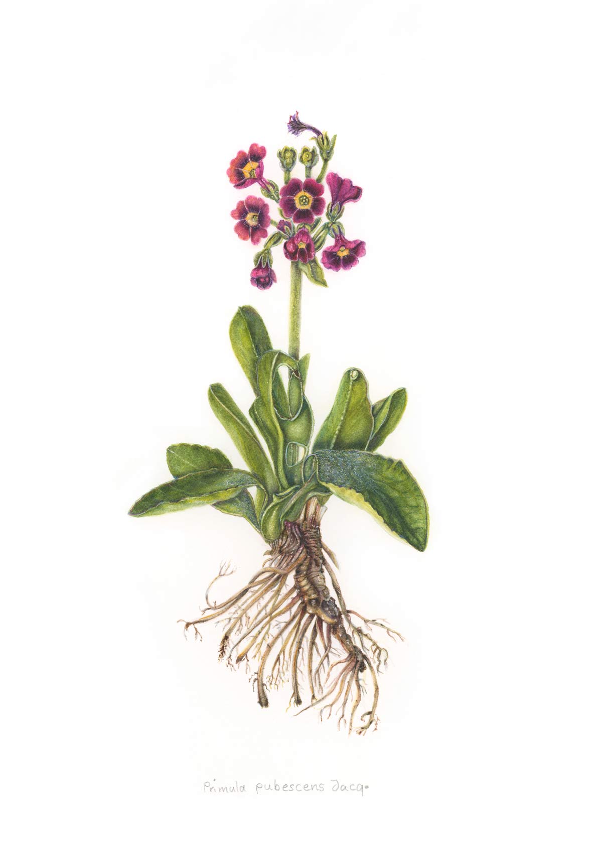 Primula pubescens Jacq