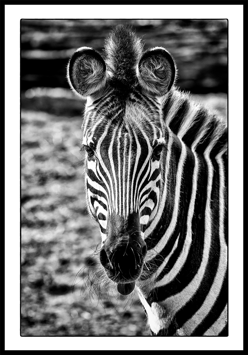 Wild Animals - Zebra von Michael C. Moeller