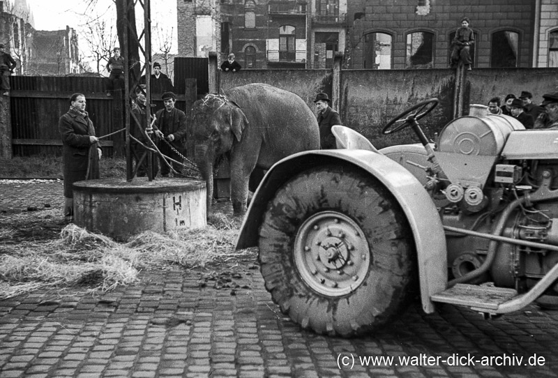 Ein kleiner Dickhäuter 1950