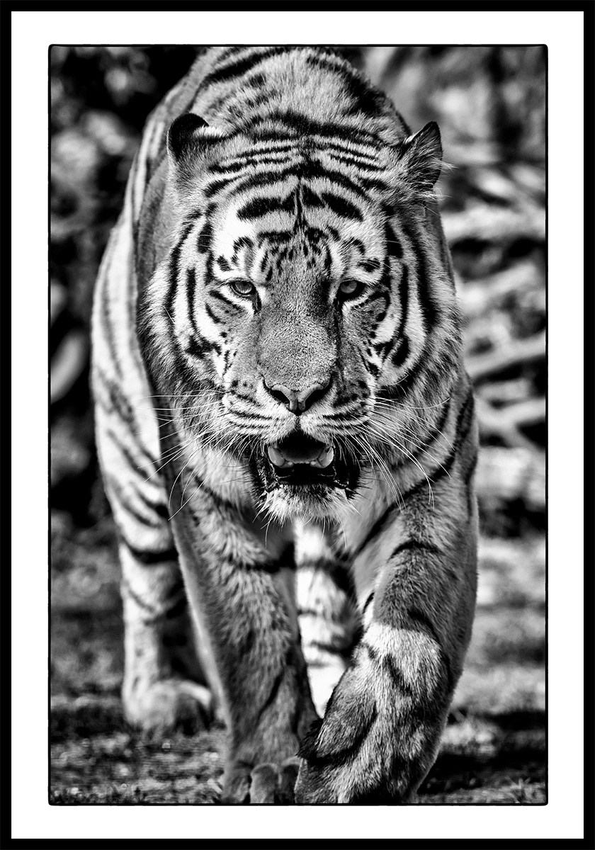 Wild Animals - Tiger von Michael C. Moeller