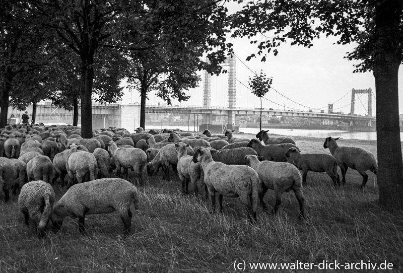 Schäfchen vor der Mülheimer Brücke 1951