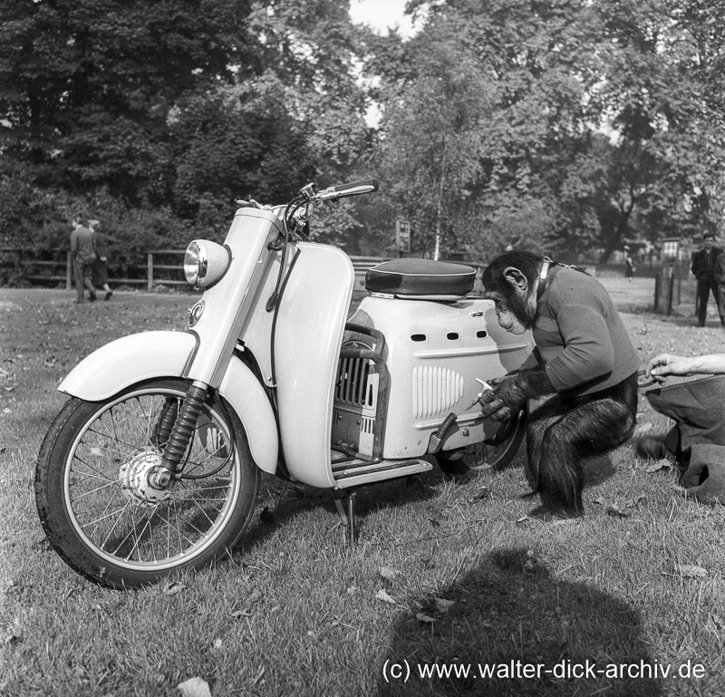 Vorgeführt-der arme Petermann 1953