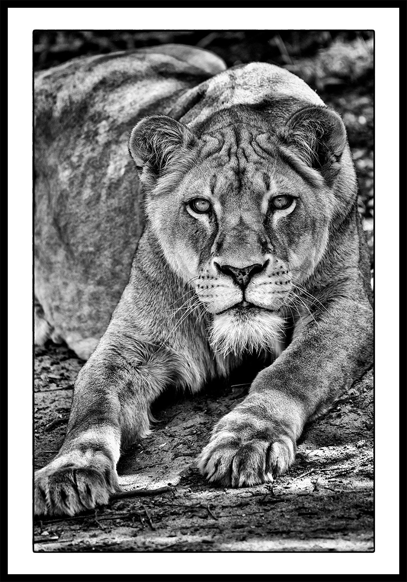Wild Animals - Löwin von Michael C. Moeller
