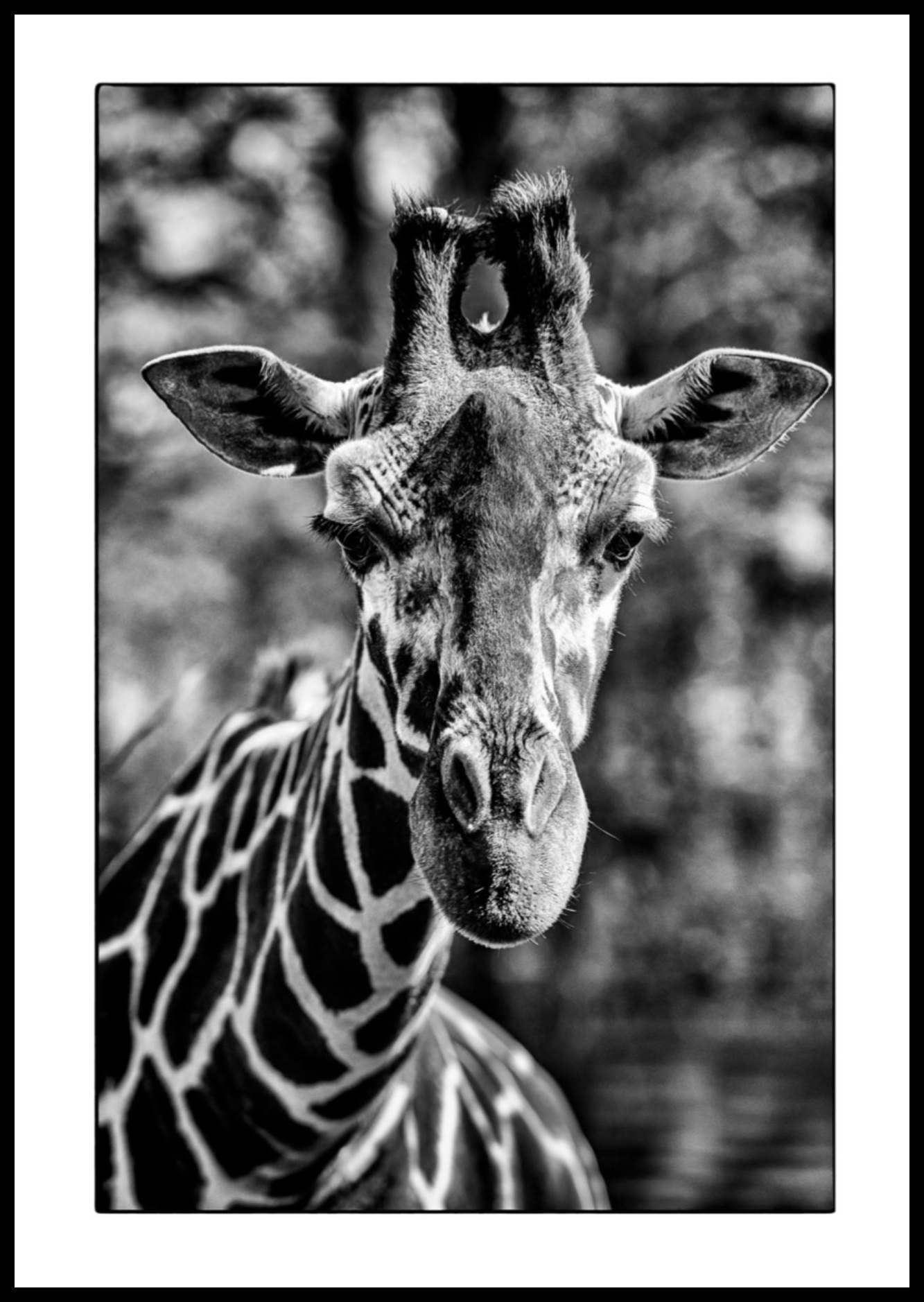 Wild Animals - Giraffe von Michael C. Moeller