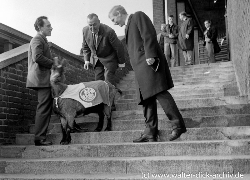 Der Geißbock mit Franz Kremer und Karl-Heinz Schnellinger 1962
