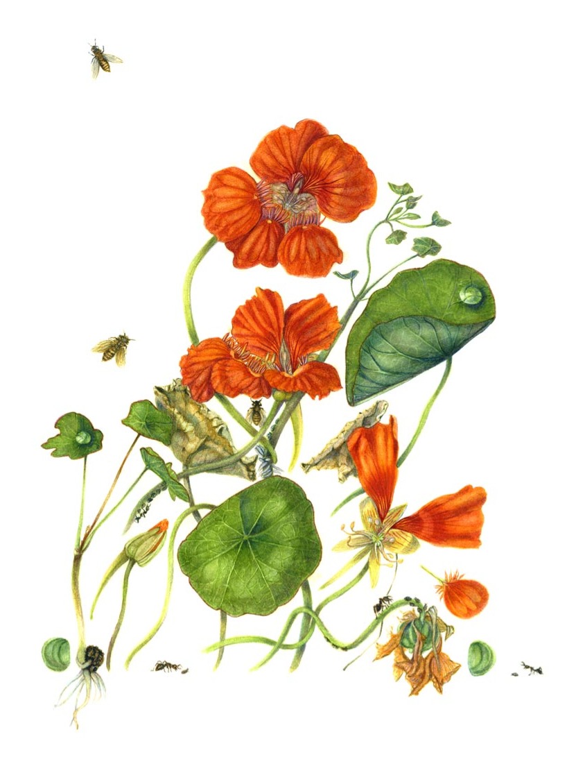 Rhapsody of Kapuċċinella (Tropaeolum-majus), a Neophyte on Malta