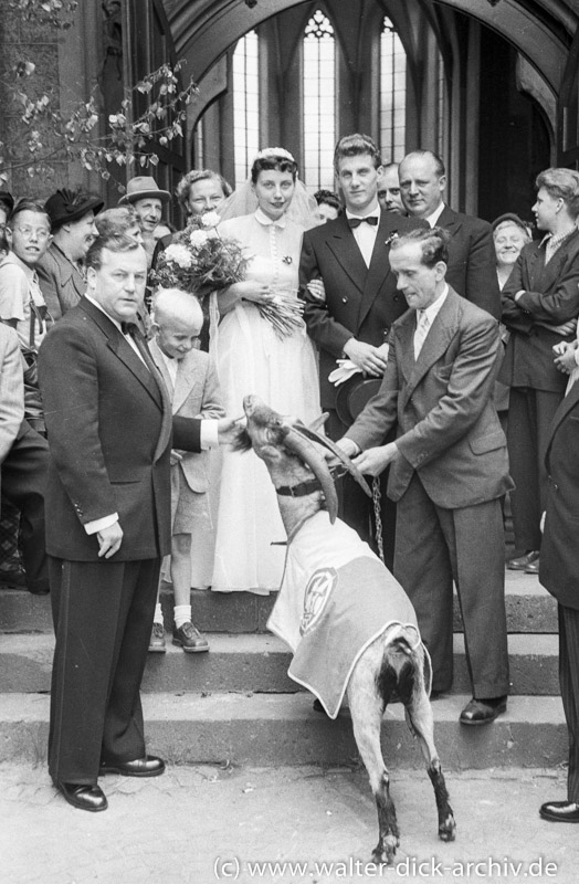 Der Geißbock gratuliert zur Hochzeit 1953