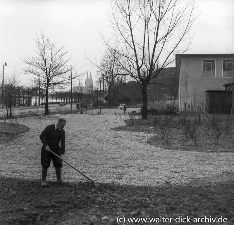 Am Riehler Rheinufer 1953