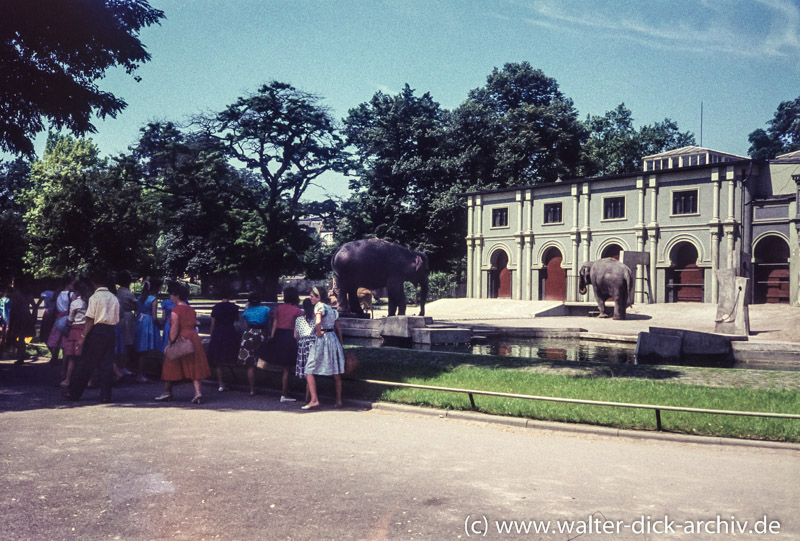 Elefantenhaus im Kölner Zoo 1955