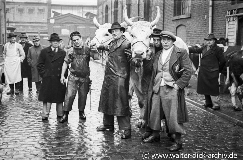 Metzger, Viehhändler und Rinder im Schlachthof Köln-Ehrenfeld 1953