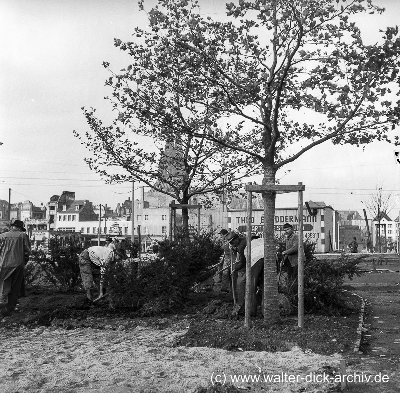 Baumpflanzungen auf dem Heumarkt 1954