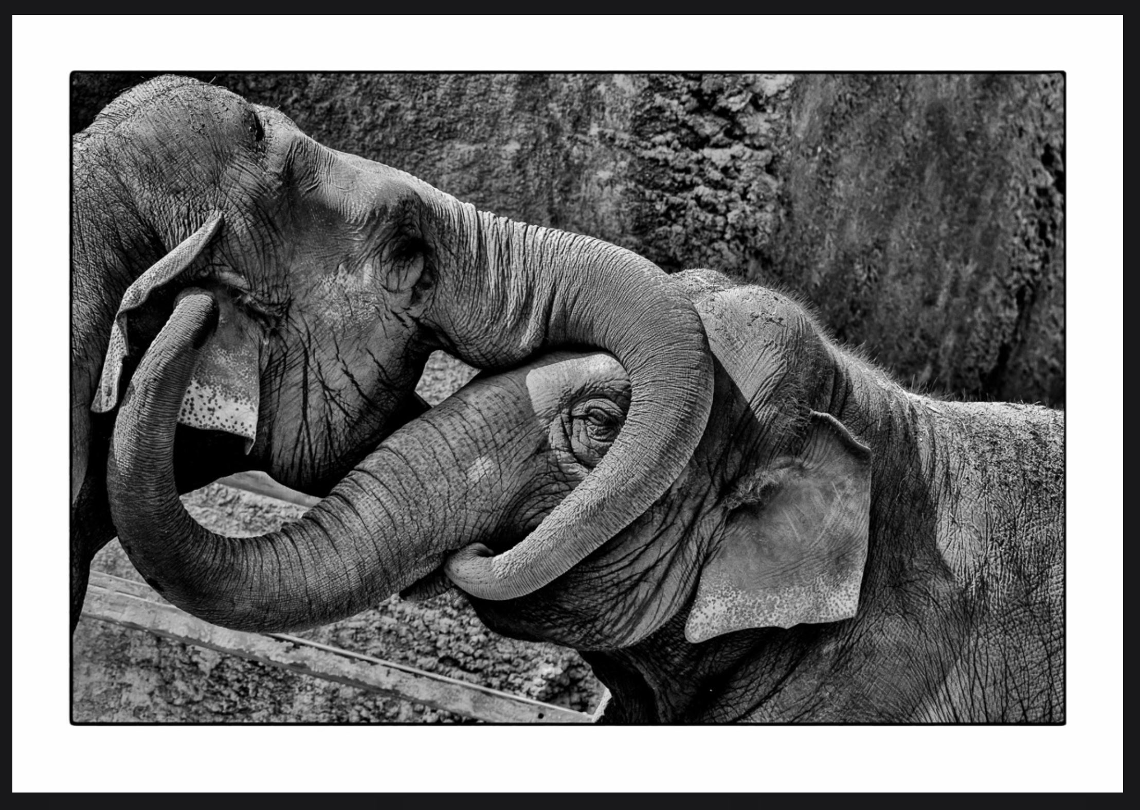 Wild Animals - Elephants von Michael C. Moeller