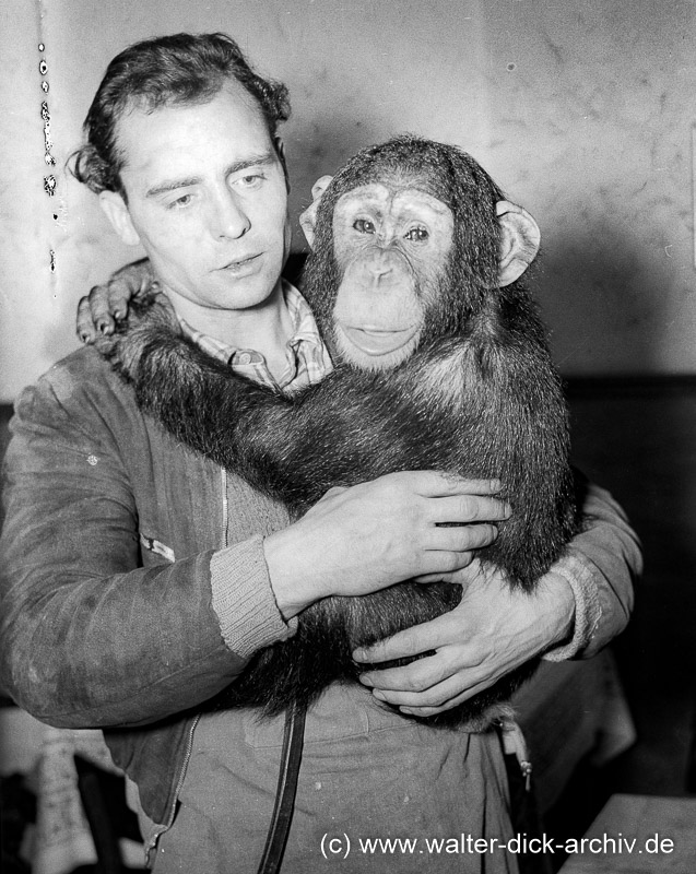 Schimpanse Petermann mit Pfleger im Zoo 1953